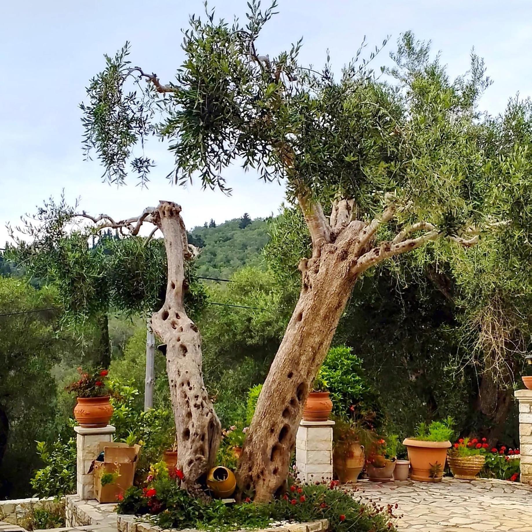 Villa Raxi Fountana 외부 사진